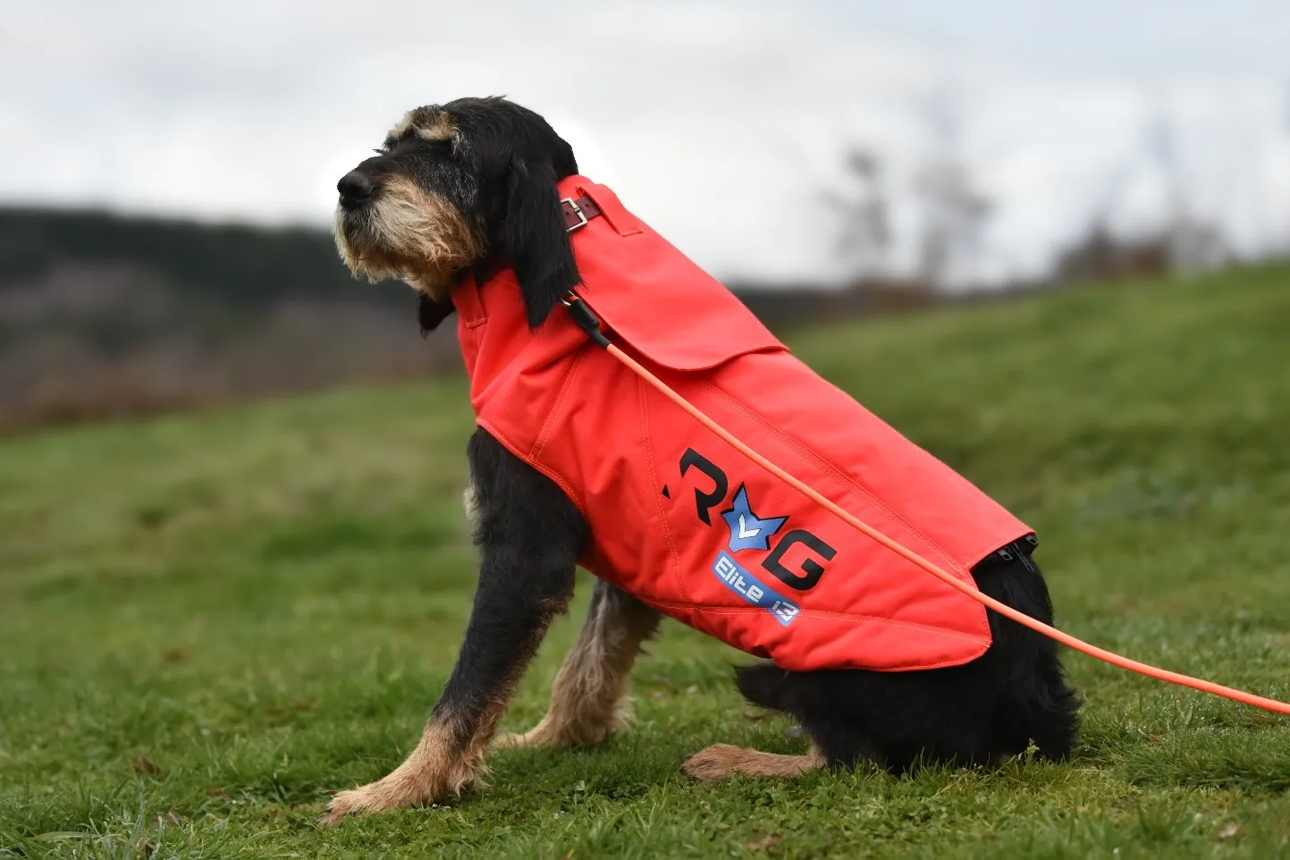 Gilet de Protection Chien de Chasse RoG Elite i3