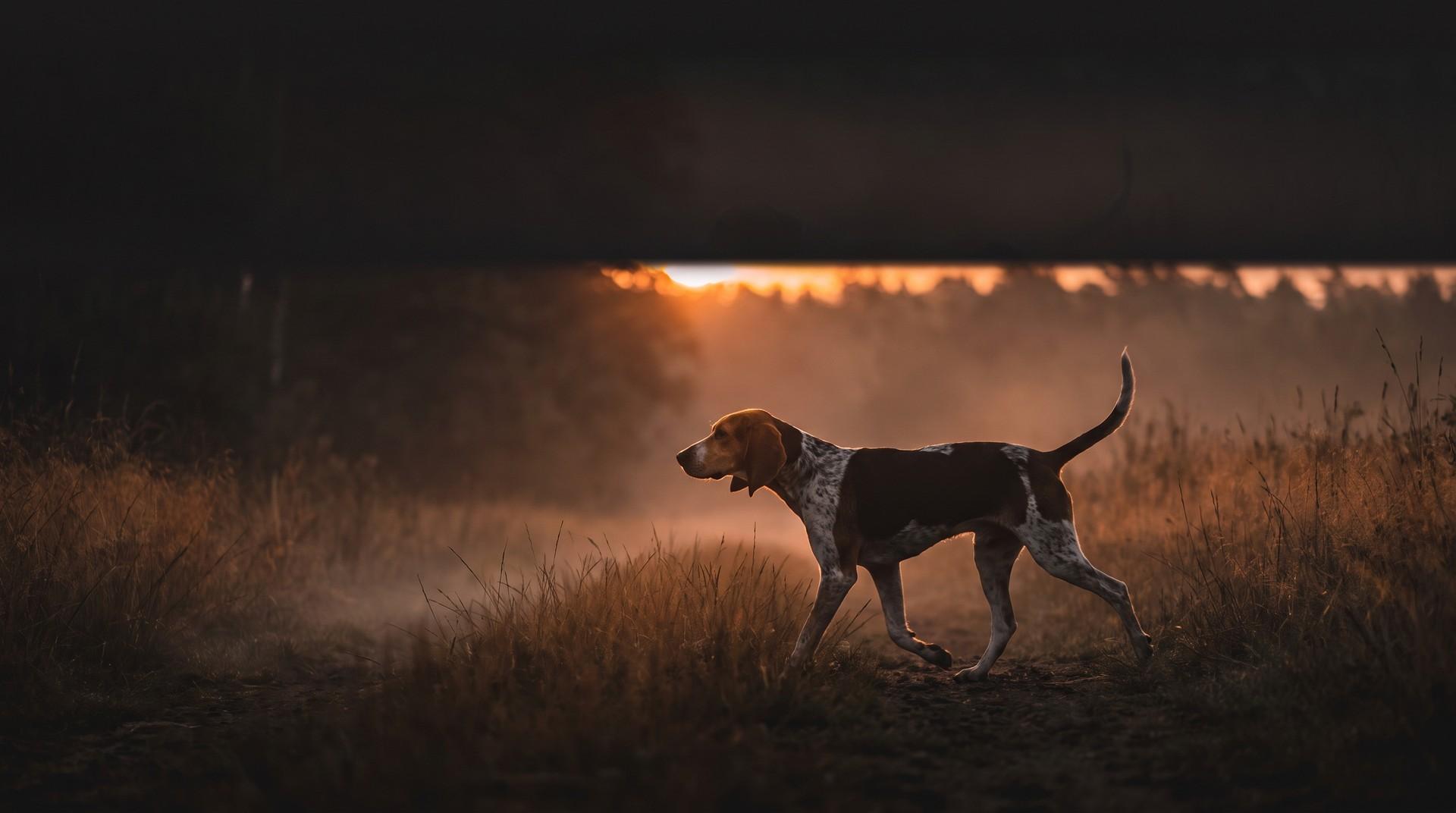 Chien courant : les 4 semaines avant l'ouverture